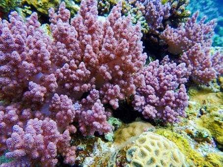 チヂミトサカ チヂミトサカ,珊瑚,海中の写真素材