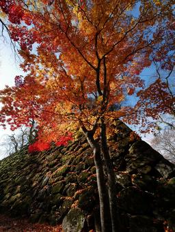 紅葉と石垣 紅葉,もみじ,石垣の写真素材