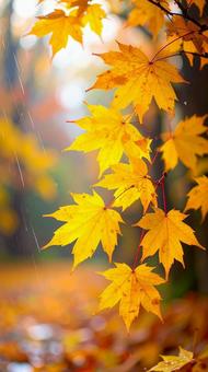 雨の中のもみじ 秋の紅葉 雨の中のもみじ 秋の紅葉の写真