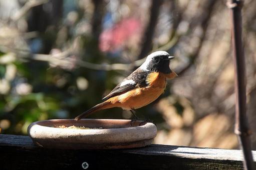 ジョウビタキ・庭に来る野鳥 野鳥,ジョウビタキ,オスの写真素材