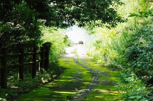 苔むした緑の小道と木漏れ日 小道,道,苔の写真素材