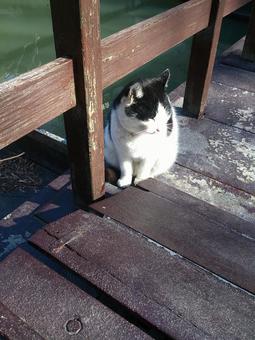 橋のたもとの猫 橋のたもとの猫 猫,野良猫,白黒の写真素材