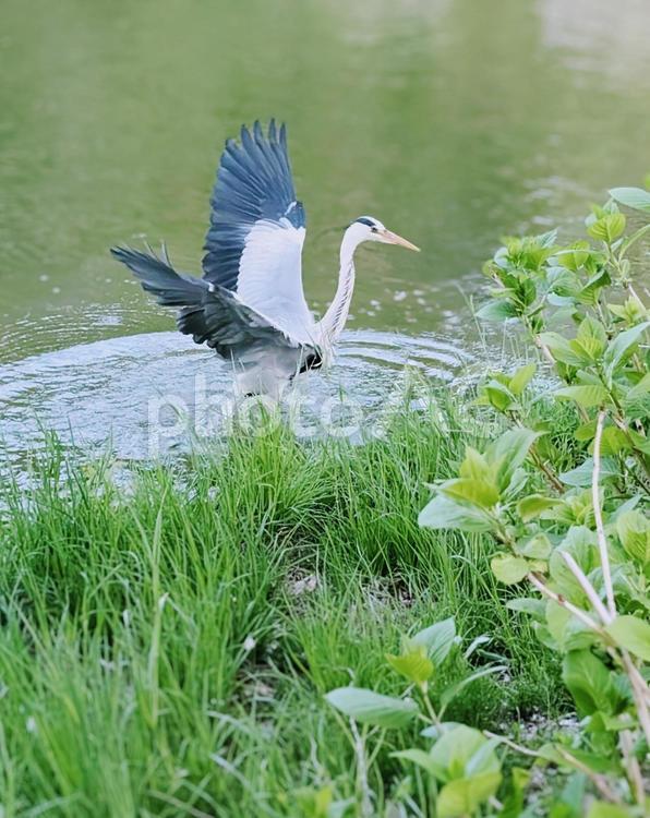 アオサギ アオサギ,サギ,鳥の写真素材