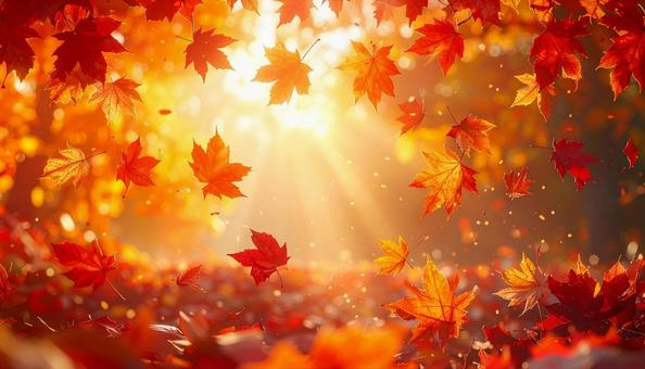 光に舞う紅葉の葉 光に舞う紅葉の葉の写真