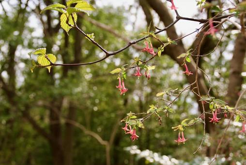 ウグイスカグラ 鶯神楽,ウグイスノキ,春の写真素材