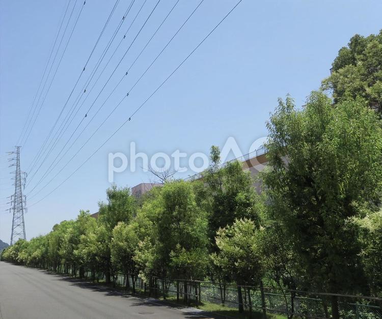 鉄塔と空と街路樹 鉄塔,街路樹,空の写真素材