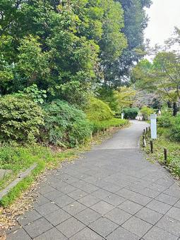 上野公園 東京都台東上野 上野公園 東京都台東上野 公園,公共,上野公園の写真素材