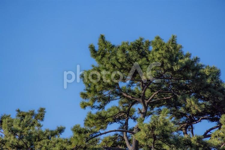 青空の下の松の木 松,松の木,青空の写真素材