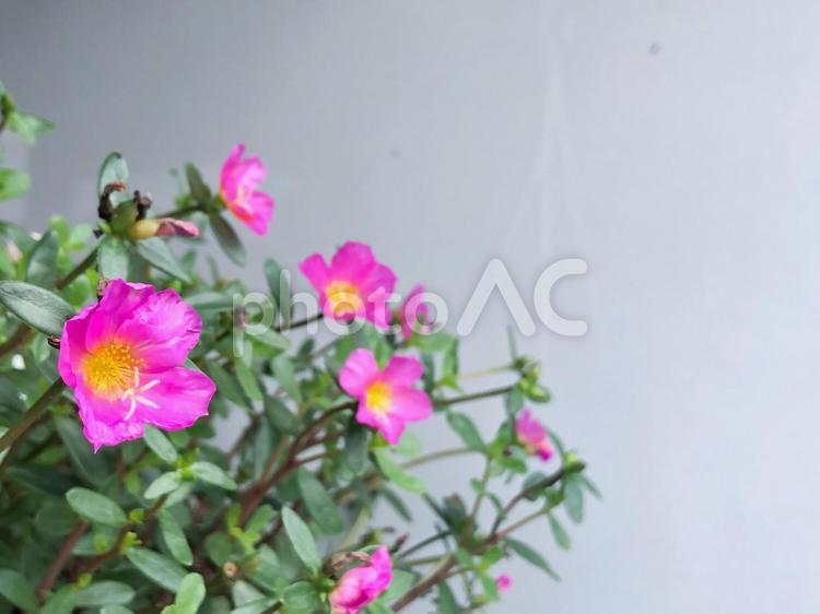 ピンクの花　白壁　背景　 ピンクの花,自然,ピンクの写真素材