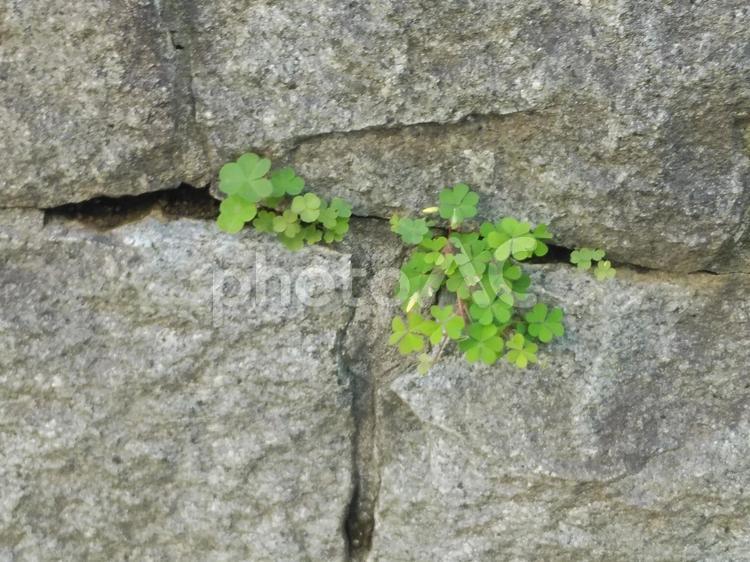 石垣と植物 植物,壁,緑の写真素材