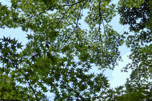 夏・秋篠寺の青紅葉1 夏・秋篠寺の青紅葉1の写真