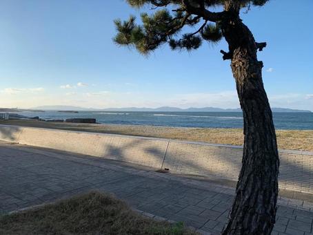 松と海 松と海の写真