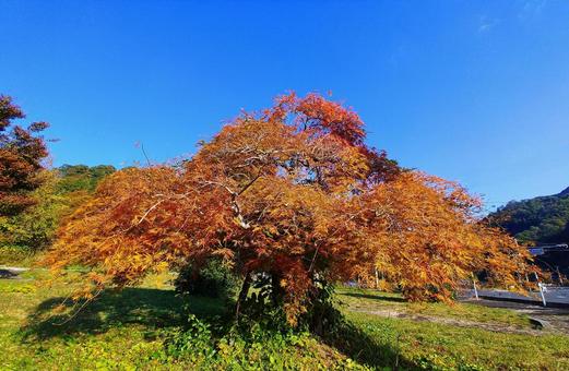 秋晴れのシダレモミジの紅葉と青空 紅葉,シダレモミジ,もみじの写真素材