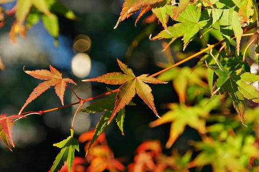 陽射しの中のイロハモミジ イロハモミジ,紅葉,葉の写真素材