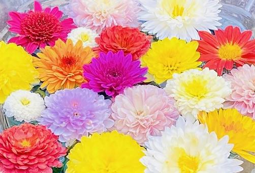 パステルな菊 パステルな菊の写真