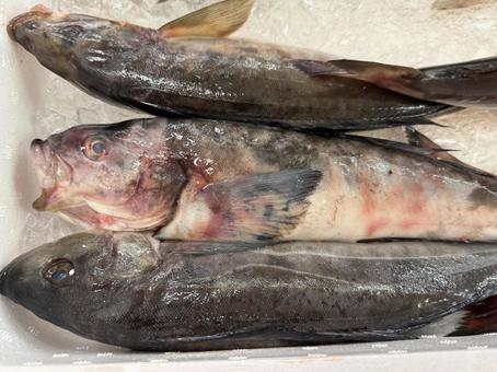 真ほっけ ホッケ,ほっけ,真ほっけの写真素材