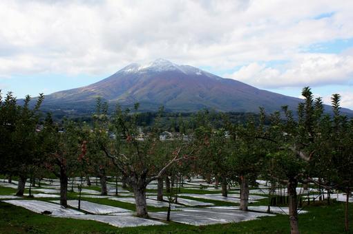 岩木山＿津軽富士＿りんご畑 りんご,秋,果物の写真素材