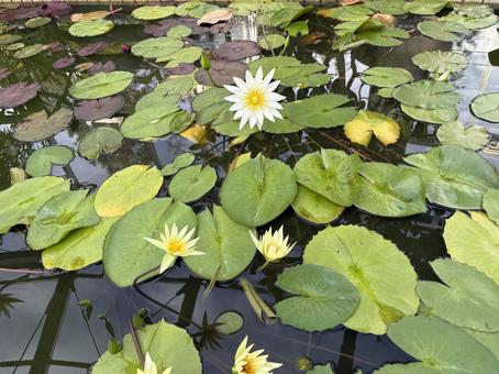 池に浮かぶハスの花 ハス,蓮子,スイレンの写真素材