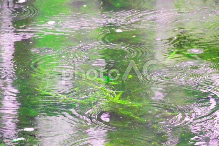 河の水面に広がる波紋と雨 水面,川,雨の写真素材