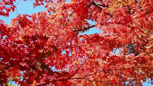 紅葉したもみじ もみじ,紅葉,秋の写真素材