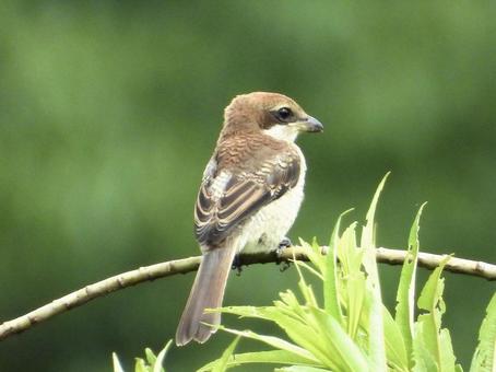 枝につかまるモズの幼鳥 枝につかまるモズの幼鳥の写真