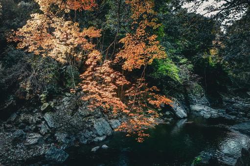 Light shining into the valley and autumn leaves, JPG