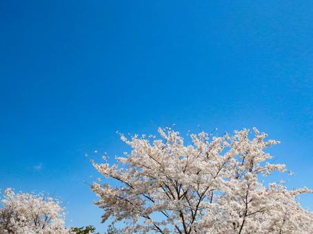 春イメージ〜満開の桜と青空 春イメージ〜満開の桜と青空 サクラ,花,植物の写真素材
