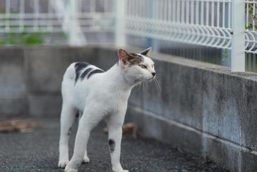 フェンスの向こうを見つめる牛柄猫 牛柄猫,cawcat,ハチワレ猫の写真素材