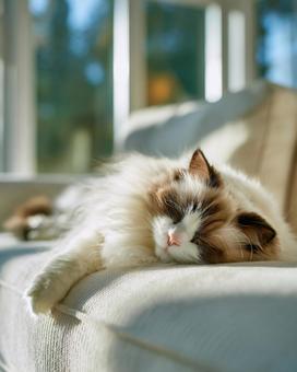 部屋の中で昼寝をする白い猫の写真