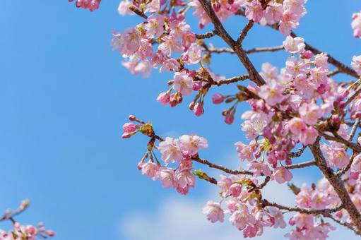 青空に咲く桜の花 桜,花,青空の写真素材