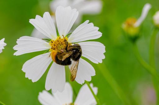 コスモスとクロマルハナバチ⑸ 花,コスモス,蜂の写真素材