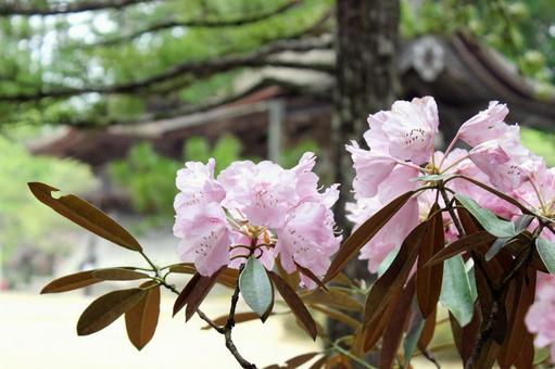 Photo, vivid, spring, poor, 