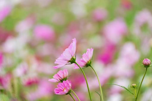 秋風に揺れるピンクのコスモス 秋風に揺れるピンクのコスモス コスモス,花,ピンクの写真素材