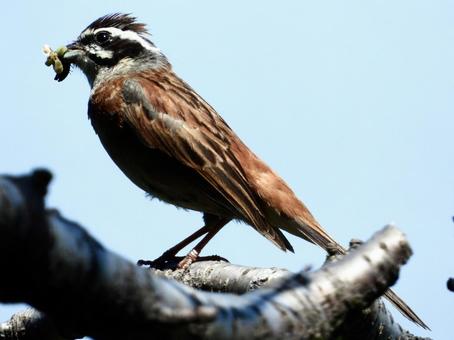 餌を咥えるホオジロ 餌を咥えるホオジロの写真
