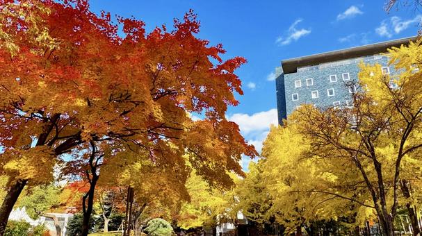 紅葉 札幌 中島公園4 中島公園,紅葉,イチョウの写真素材