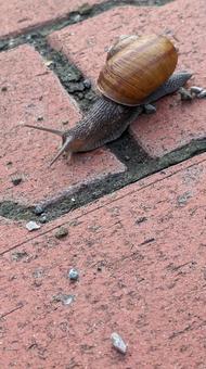 マイマイちゃん1の写真