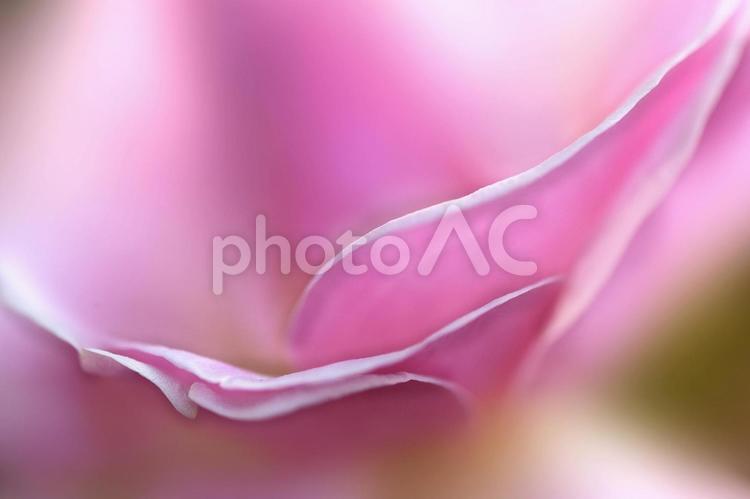 バラの季節8 自然,植物,花の写真素材