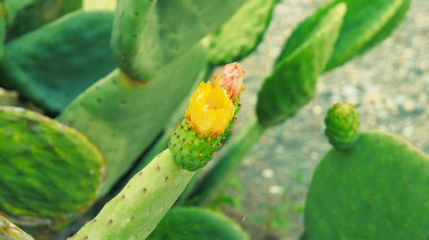 サボテンの花 サボテンの花の写真