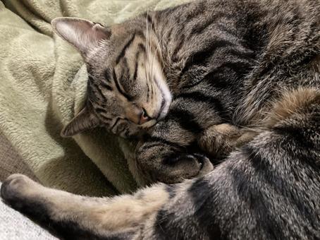 猫 猫の写真