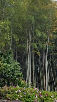 自然 自然の写真