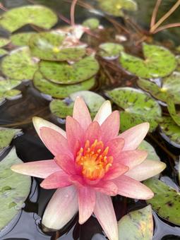 睡蓮 睡蓮 花,植物,ビオトープの写真素材