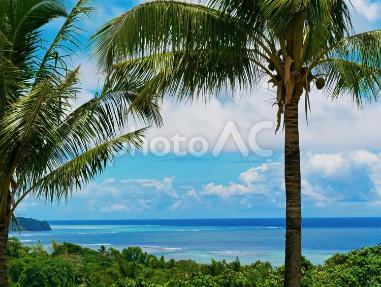 ヤシの木と南国の海 ヤシの木,パラオ,青空の写真素材