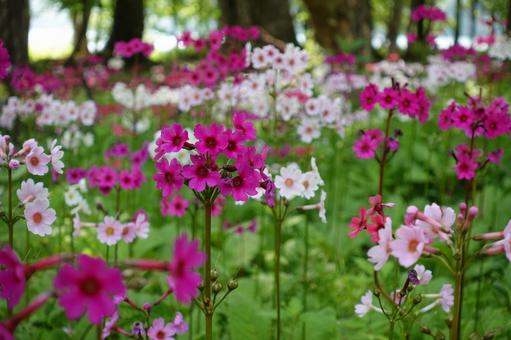 クリンソウ 中禅寺湖千手ヶ浜6月 クリンソウ,ピンク,花の写真素材
