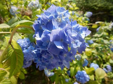 【花の写真】紫陽花の花 【花の写真】紫陽花の花の写真