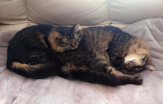 きょうだい猫 猫,ねこ,昼寝の写真素材