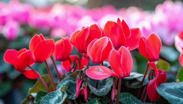 シクラメンの花 シクラメンの花の写真