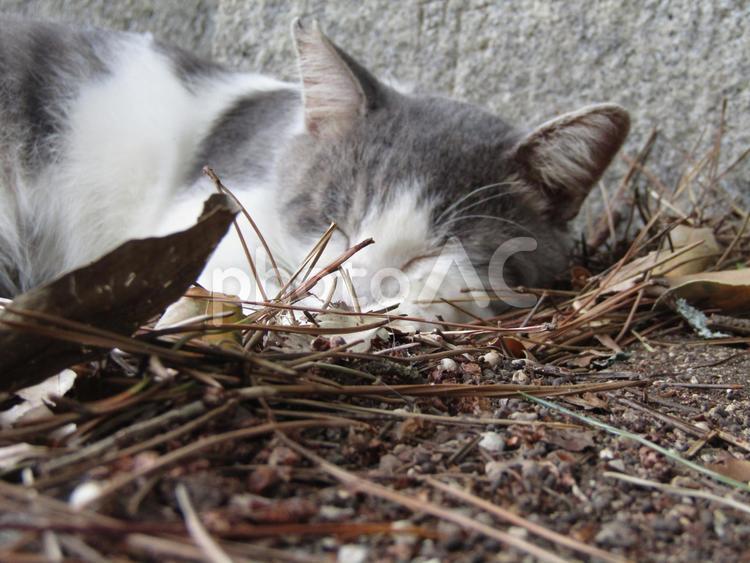 神社のねこさん15 ネコ,猫,catの写真素材