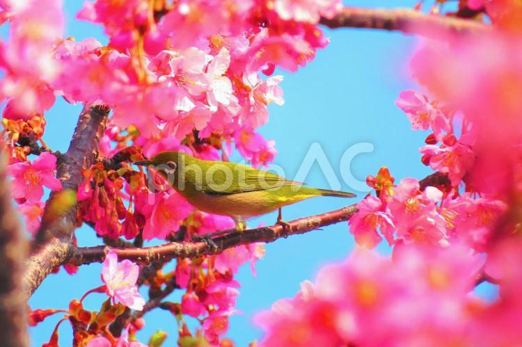 ３月中旬の東かがわ市湊川の河津桜の花とメジロ 背景,河津桜,桜の写真素材