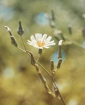 一輪の草花 一輪の草花の写真