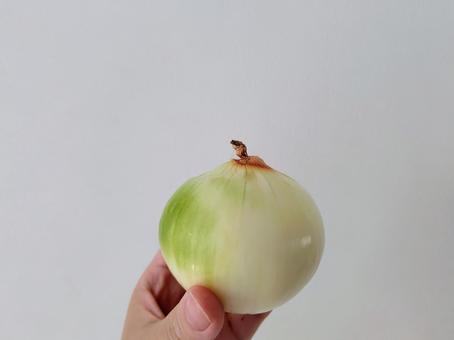 たまねぎ たまねぎの写真